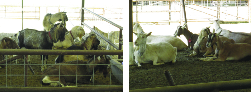 Fig. 05: Photograph showing separate corral space in free stall facility for bucks (left) and does (right).